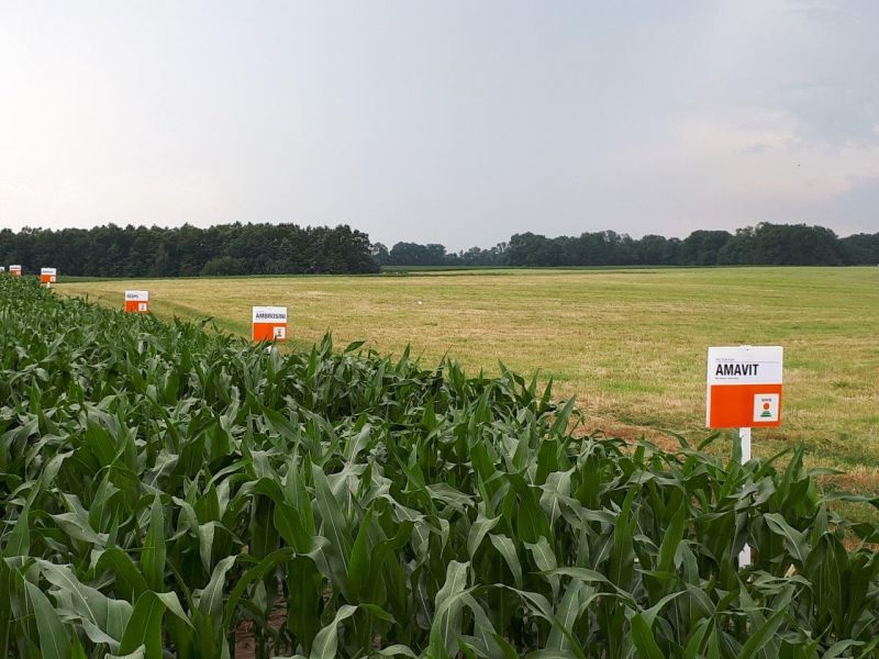 Poletka doświadczalne w Minikowie