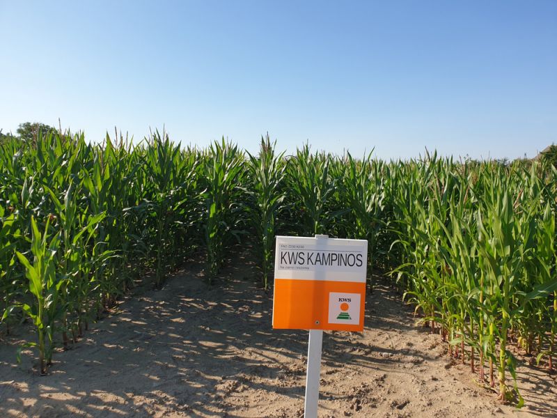 Poletka doświadczalne w Pieleszkach