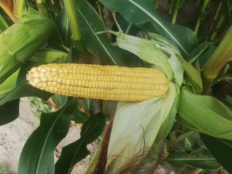 Plantacje Pana Jakuba Błaszkiewicza powiat Golub-Dobrzyń.